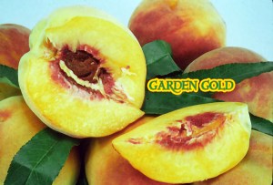 Garden Gold Miniature Peach